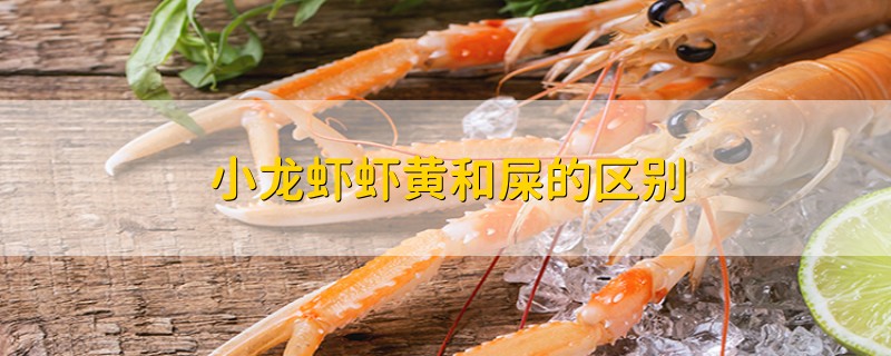 小龙虾虾黄和屎的区别
